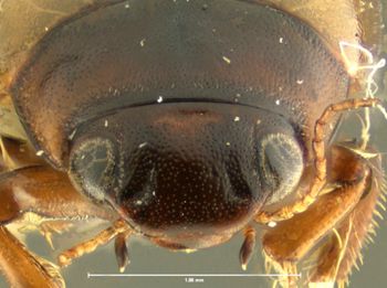 Media type: image;   Entomology 15948 Aspect: head frontal view